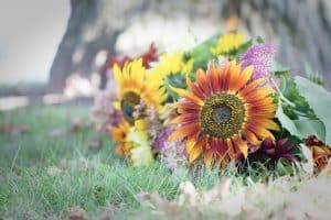 WI-Wedding-SunflowerHill-Sunflowers